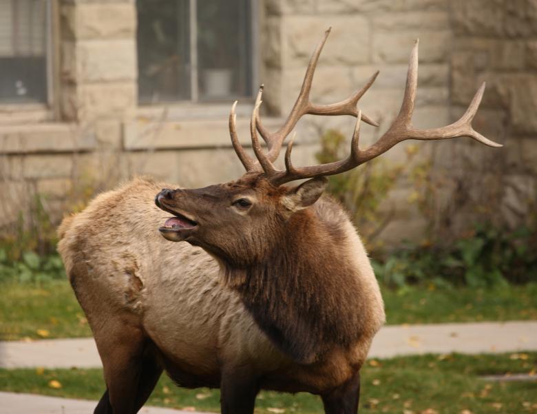 Free stock image of Wild Elk created by Pixabay