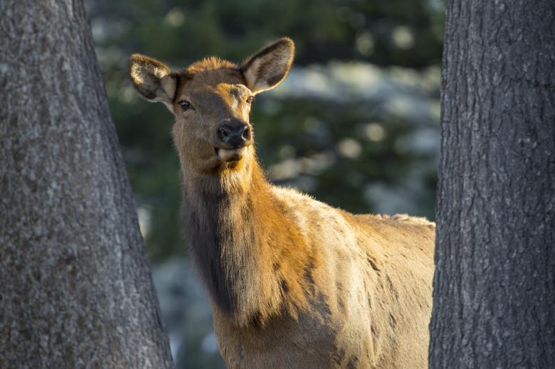 Free stock image of Wild Elk created by Pixabay