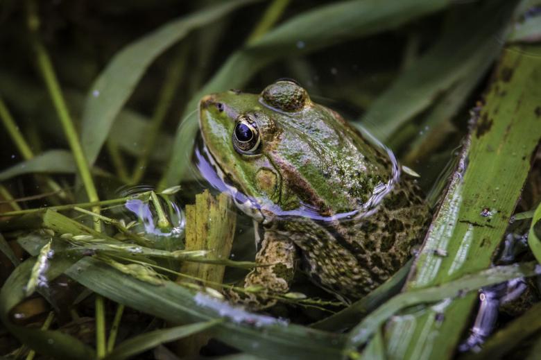 Free stock image of Frog in the Water created by Pixabay