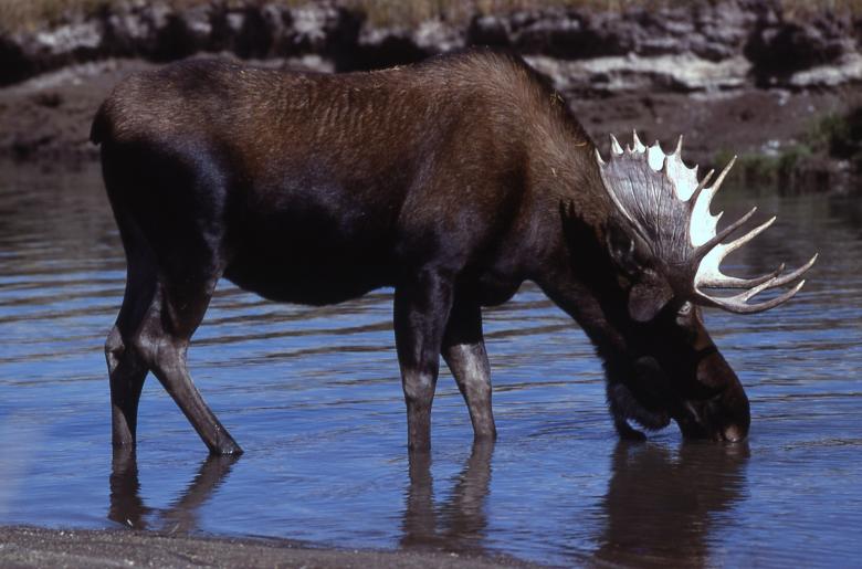 Free stock image of Wild Moose created by Pixabay