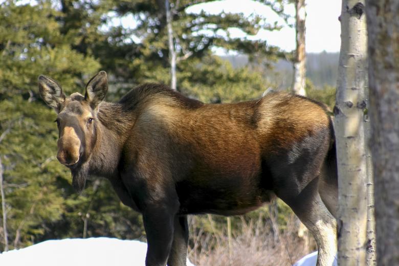 Free stock image of Wild Moose created by Pixabay