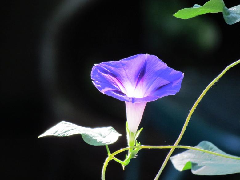 Free stock image of Morning Glory created by Pixabay