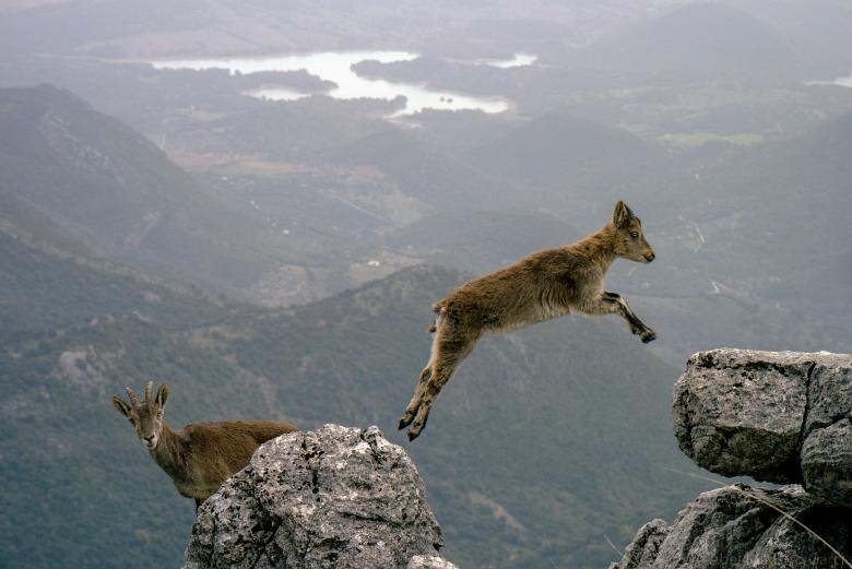 Free stock image of Mountain Goats created by Pixabay