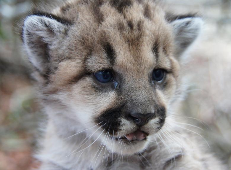 Free stock image of Mountain Lion created by Pixabay