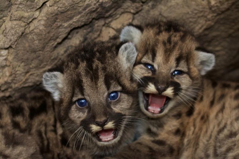 Free stock image of Mountain Lions created by Pixabay