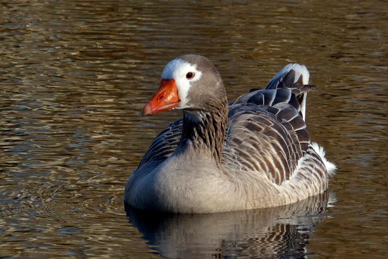 Free stock image of Pilgrim Goose created by Pixabay