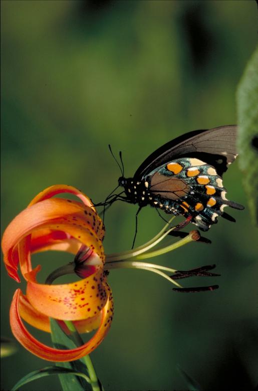 Free stock image of Pipevine Swallowtail Butterfly created by Pixabay