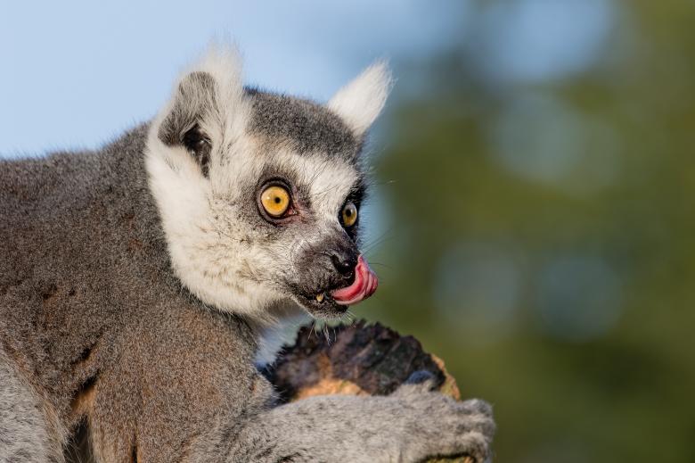 Free stock image of Ring Tailed Lemur created by Pixabay