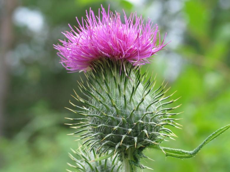 Free stock image of Scotch Thistle created by Pixabay