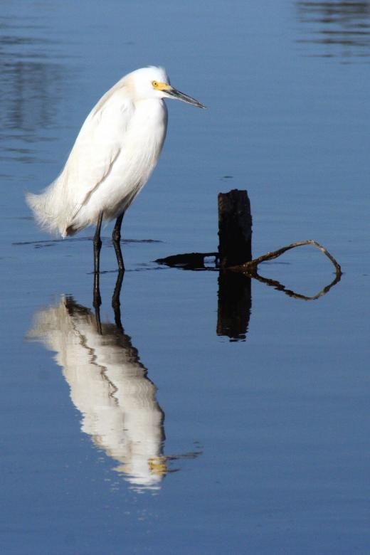 Free stock image of Snowy Egret created by Pixabay