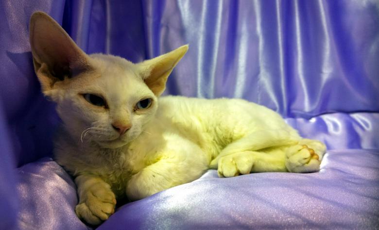 Free stock image of Sphynx Cat created by Pixabay