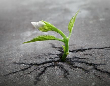 Free Stock Photo of Sprout Growing