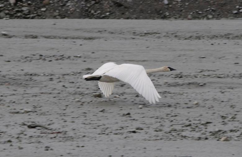 Free stock image of Swan Flying created by Pixabay