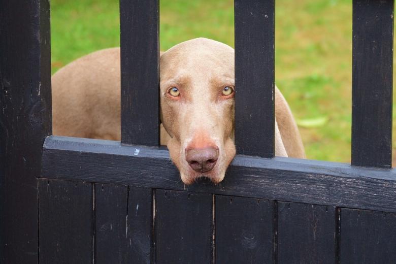 Free stock image of Weimaraner created by Pixabay