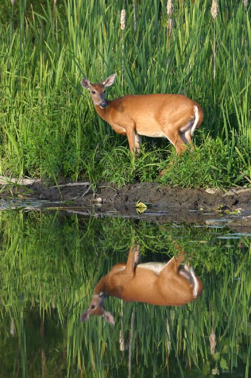 Free stock image of White Tailed Deer created by Pixabay