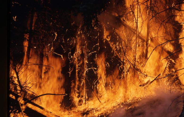 Free stock image of Wildfire in the Forest created by Pixabay