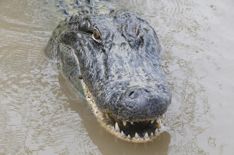 Free stock image of Saltwater Crocodile created by Pixabay