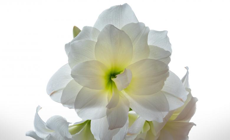Free stock image of Fresh Amaryllis created by Pixabay