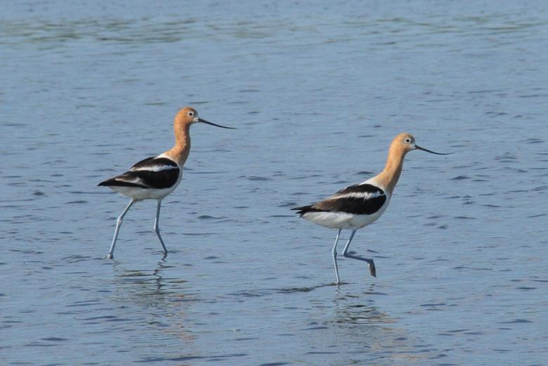 Free stock image of American Avocets created by Pixabay
