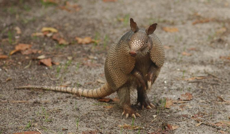 Free stock image of Wild Armadillo created by Pixabay