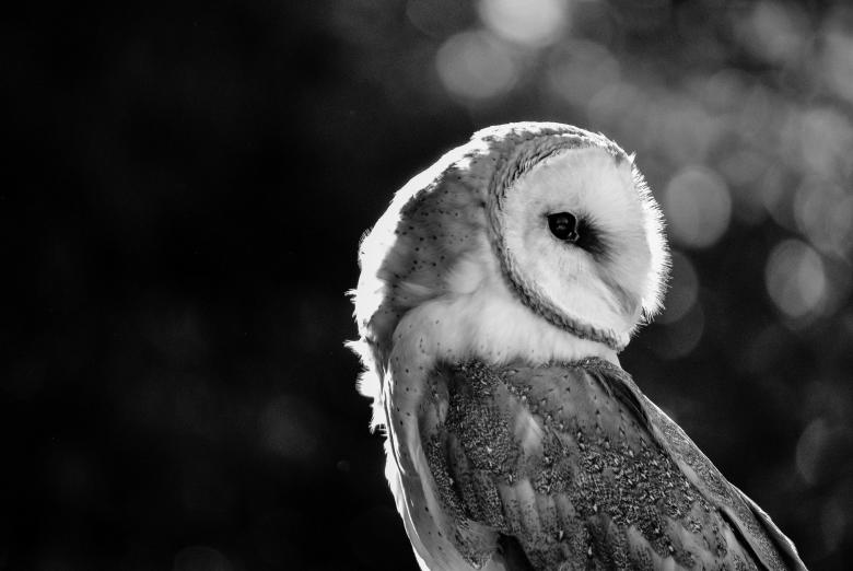 Free stock image of Barn Owl created by Pixabay