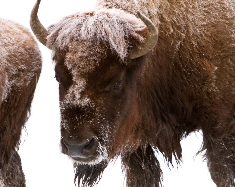 Free stock image of Frozen Bison created by Pixabay
