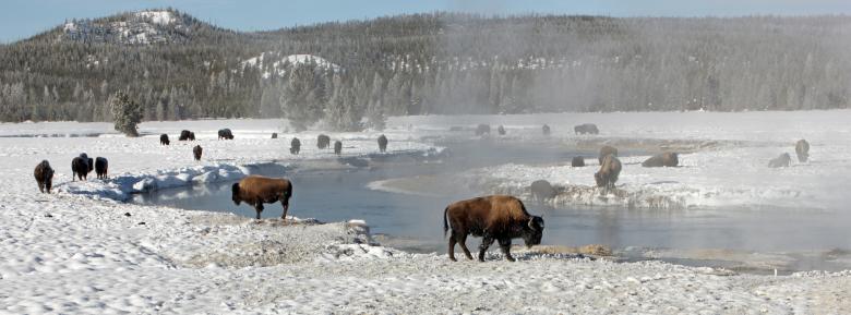 Free stock image of Bison Buffaloes created by Pixabay