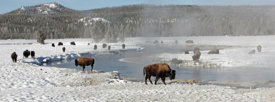 Bison Buffaloes - Free Stock Photo