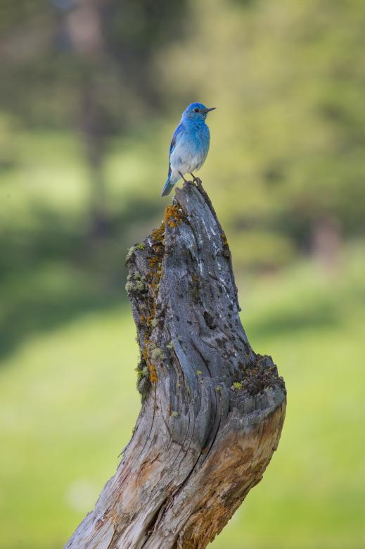 Free stock image of Bluebird on the Branch created by Pixabay