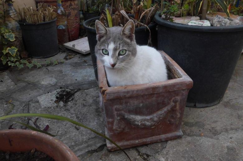 Free stock image of Pet Cat created by Pixabay