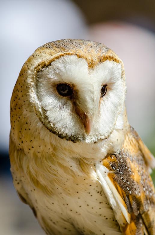 Free stock image of Common Barn Owl created by Pixabay