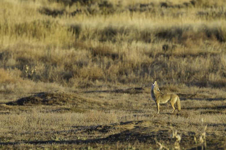 Free stock image of Wild Coyote created by Pixabay