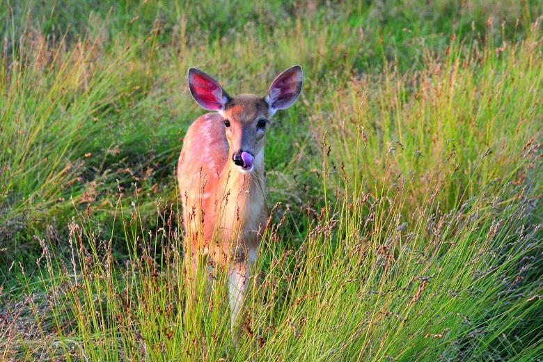 Free stock image of Wild Deer created by Pixabay