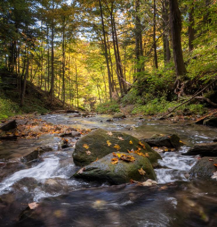 Free stock image of Rainforest created by Pixabay
