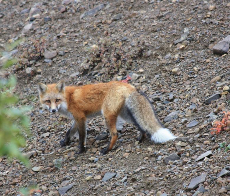 Free stock image of Wild Fox created by Pixabay