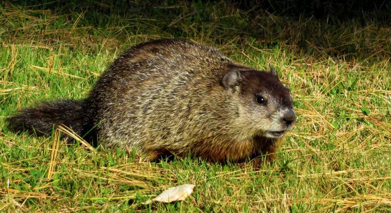 Free stock image of Ground Hog  created by Pixabay