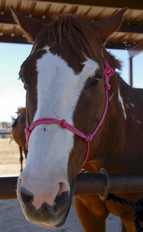 Free stock image of Horse in the Stable created by Pixabay