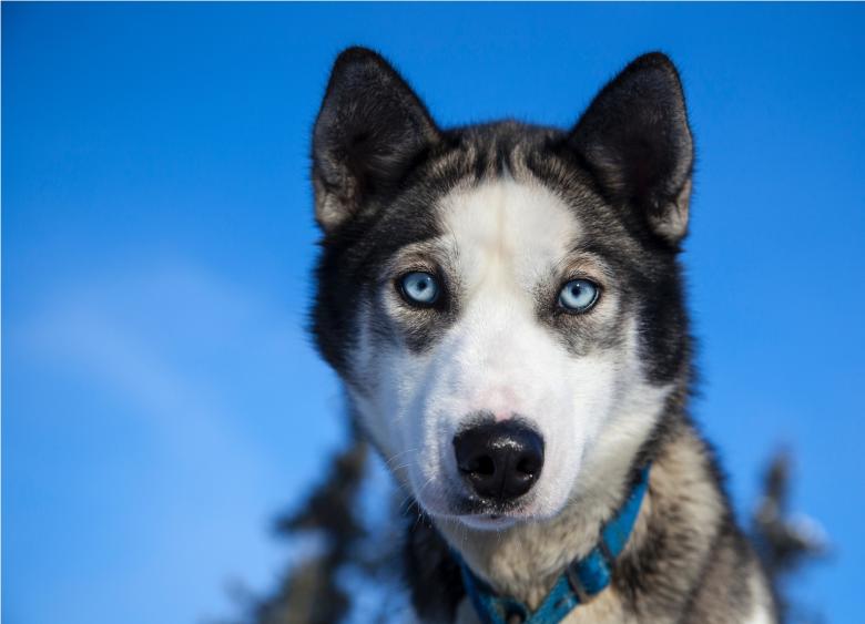 Free stock image of Husky Dog created by Pixabay