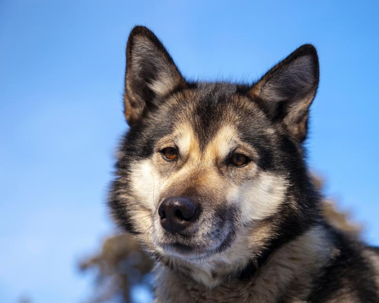 Free stock image of Husky Dog created by Pixabay