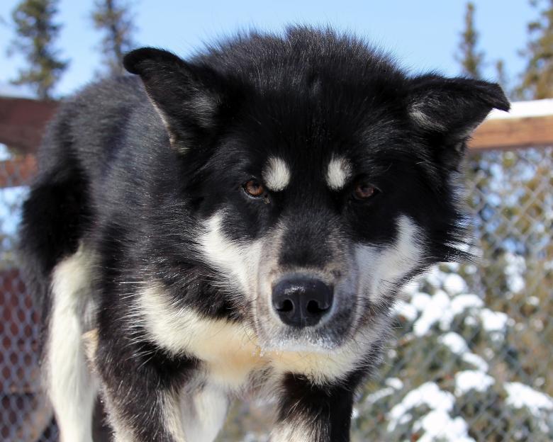 Free stock image of Husky Dog created by Pixabay