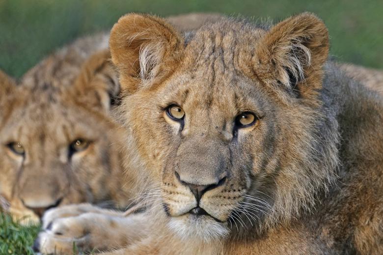 Free stock image of African Lions created by Pixabay
