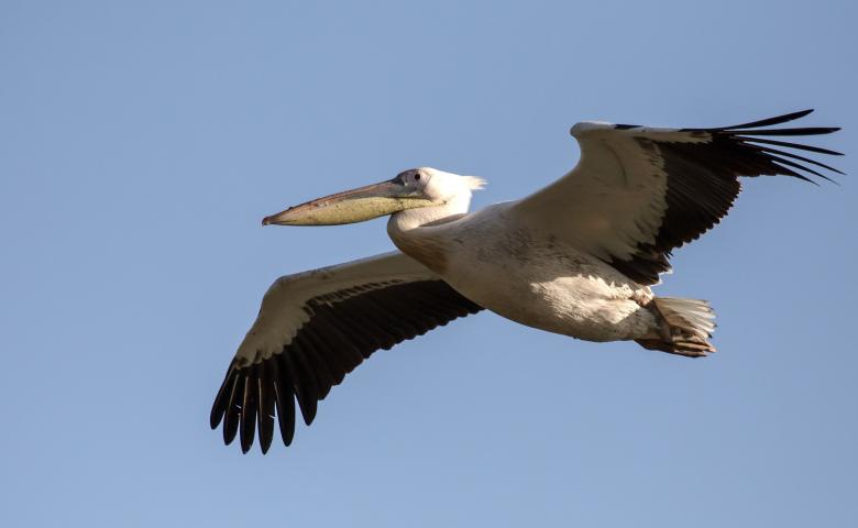 Free stock image of Flying Pelican created by Pixabay