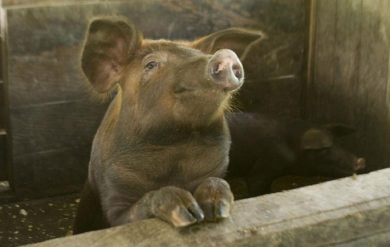 Free stock image of Pig Farm created by Pixabay