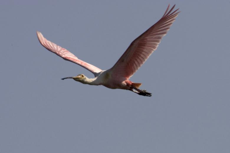 Free stock image of Roseate Spoonbill created by Pixabay