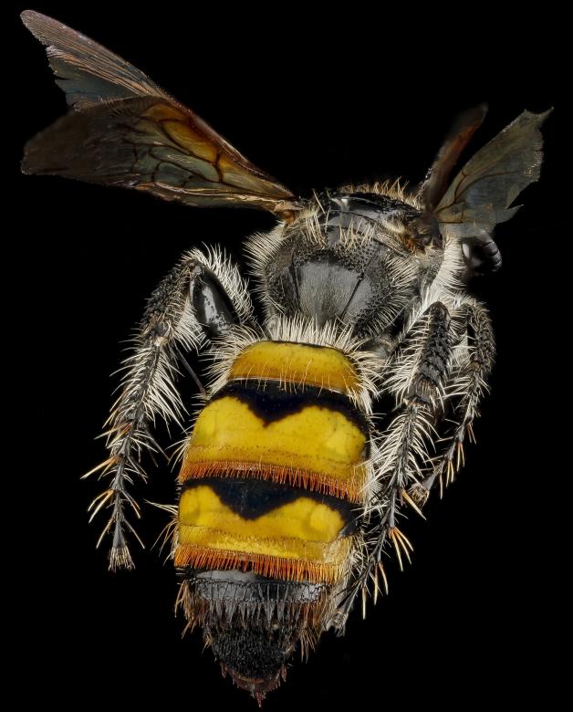 Free stock image of Scoliid Wasp created by Pixabay