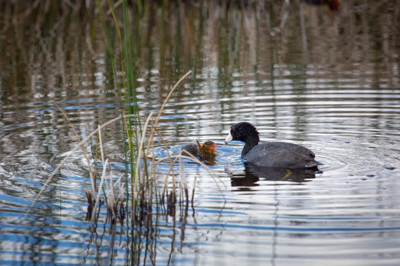 Free stock image of American Coot created by Pixabay
