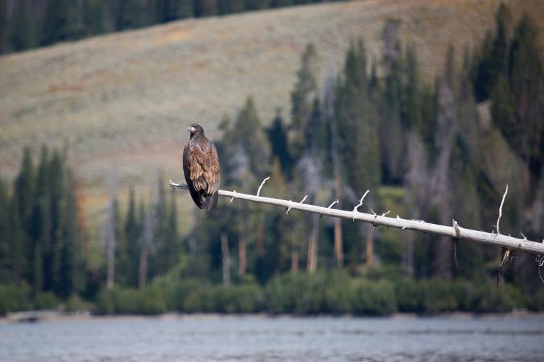 Free stock image of Bald Eagle created by Pixabay