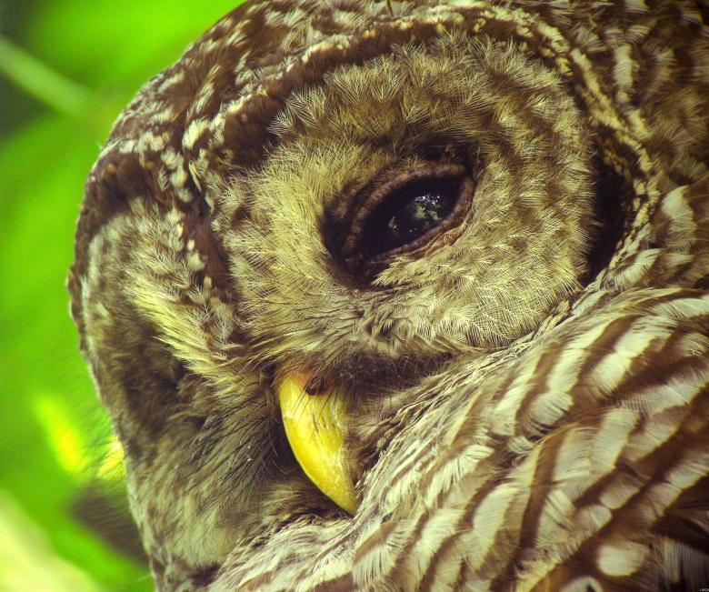 Free stock image of Barred Owl created by Pixabay