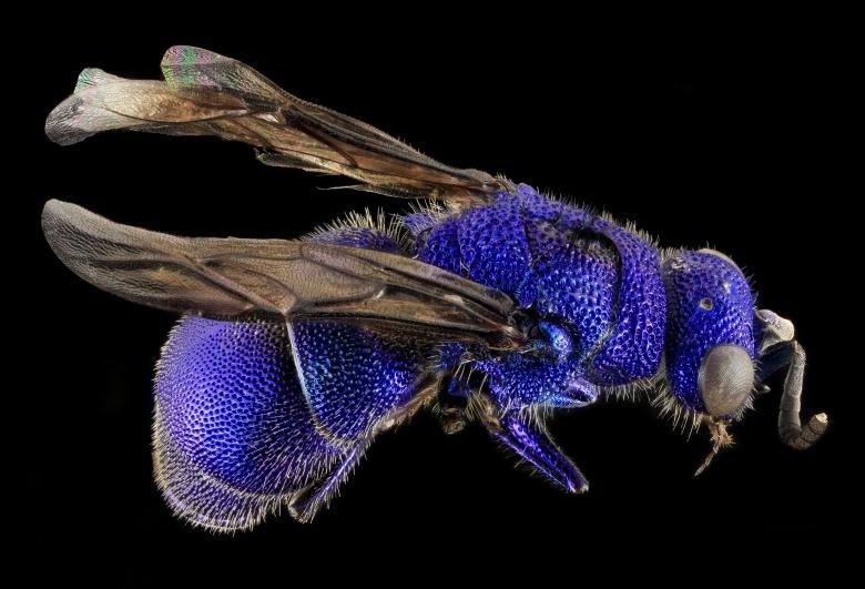 Free stock image of Blue Bee created by Pixabay