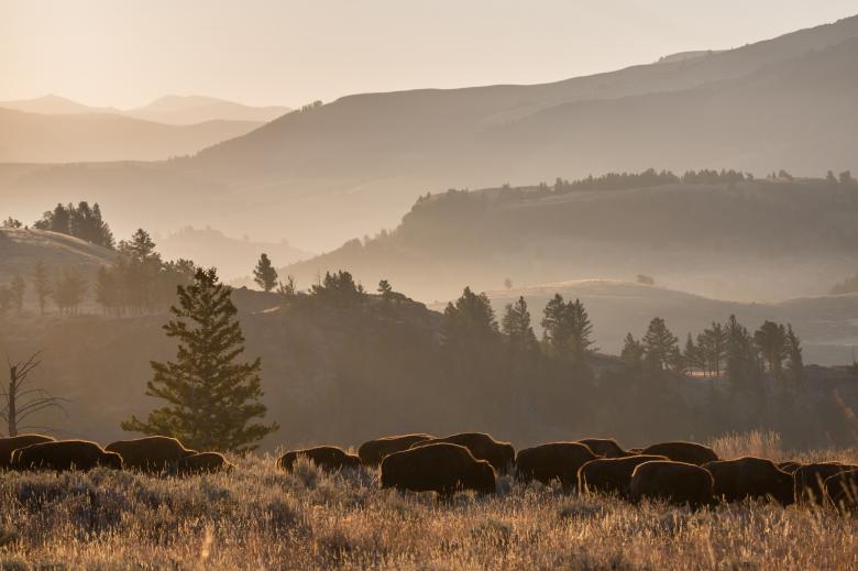 Free stock image of Bison herd created by Pixabay